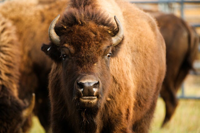 COURTESY CHEROKEE NATION The Cherokee Nation received 38 bison on Thursday from the Badlands National Park in South Dakota.