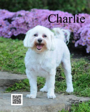 Charlie is being fostered by Saving Death Row Dogs.