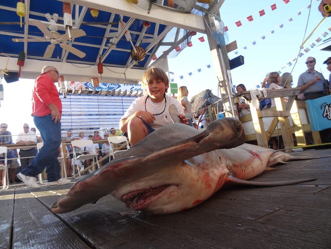 Reece Nixon, 11, hauled in this 196.6-pound hammerhead on Sunday while fishing on the Vengeance with Capt. Jason Hallmark. Hallmark said the young man pulled in a huge amberjack last year during the rodeo.