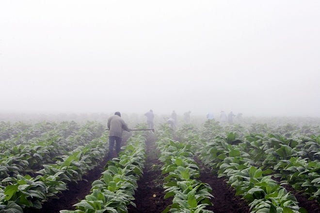 In this July 10, 2008, file photo, farm workers make their way across a field shrouded in fog as they hoe weeds from a burley tobacco crop near Warsaw, Ky. Two years after the Obama administration backed off a rule that would have banned children from dangerous agriculture jobs, advocates and lawmakers are trying anew to get kids off tobacco farms. The multi-pronged approach includes legislation to ban kids from working on such farms; pursuit of a narrower federal rule than the one that was scuttled and public pressure on tobacco companies from lawmakers and health groups. AP PHOTO/ED REINKE