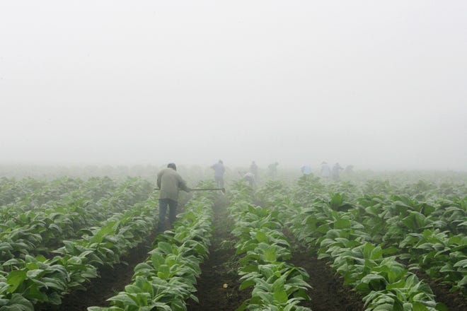 FILE - In this July 10, 2008 file photo, farm workers make their way across a field shrouded in fog as they hoe weeds from a burley tobacco crop near Warsaw, Ky. Two years after the Obama administration backed off a rule that would have banned children from dangerous agriculture jobs, advocates and lawmakers are trying anew to get kids off tobacco farms. The multi-pronged approach includes legislation to ban kids from working on such farms; pursuit of a narrower federal rule than the one that was scuttled; and public pressure on tobacco companies from lawmakers and health groups. (AP Photo/Ed Reinke, File)