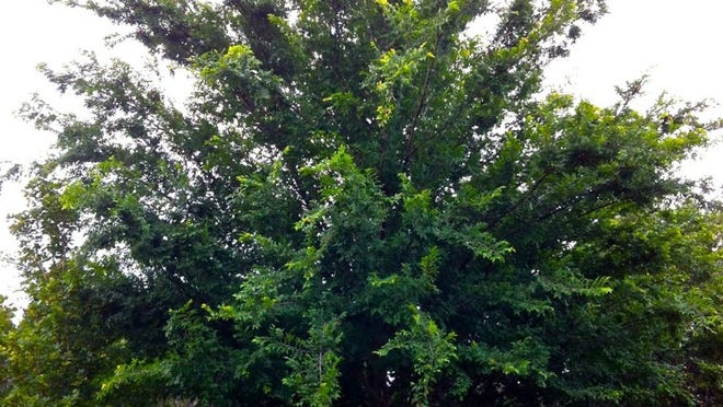 The lacebark elm is a fast-growing shade tree that thrives in tough growing conditions. Credit: Diana C. Kirby