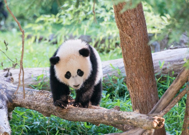 The World Worldlife Fund’s Living Planet Report, which surveyed the health of more than 10,000 animal populations, says giant pandas are endangered.