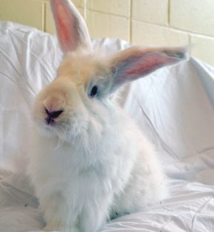Powder is a 2-year-old angora rabbit who is litter trained. Courtesy photo