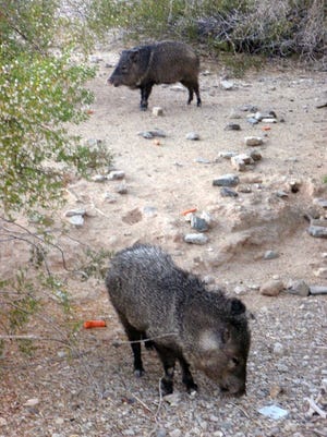 Ed Durnall of Durham submitted this photo of javelinas or skunk pigs taken in the yard of his daughter, June, in Phoenix, Ariz.