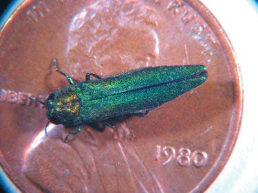 Adult emerald ash borer on a penny.
