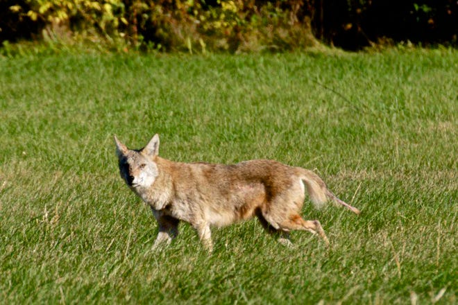 A coyote walks in a field near Perryville Road and Garrett Lane in Rockford.