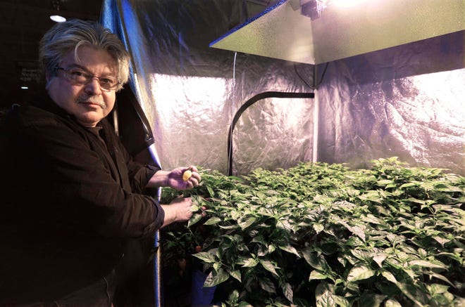 David Ittel checks on habanero plants growing in his Brew & Grow Chicago store that are in a positive pressure tent under the latest technology Double Ended High Pressure Sodium system from Sunlight Supply. Ittel has sold indoor gardening supplies for three decades at his shops in Illinois and Wisconsin. As Illinois and other states legalize medical marijuana, there's one stage in the process that nobody wants to talk about. After growers obtain licenses, plan for security and build their facilities, they're still one small step away from a legal crop. They have to obtain seeds or cuttings while regulators turn a blind eye. But that means breaking the law. Ittel's customers know they'll be asked to vacate the premises if they mention growing marijuana, but while he won't acknowledge that the light timers and water pumps he sells have been used in illegal operations, he's now meeting with aspiring medical marijuana business owners in Illinois. He's offering his expertise on climate control, nutrients and irrigation through another of his companies, Alternative Garden Supply.