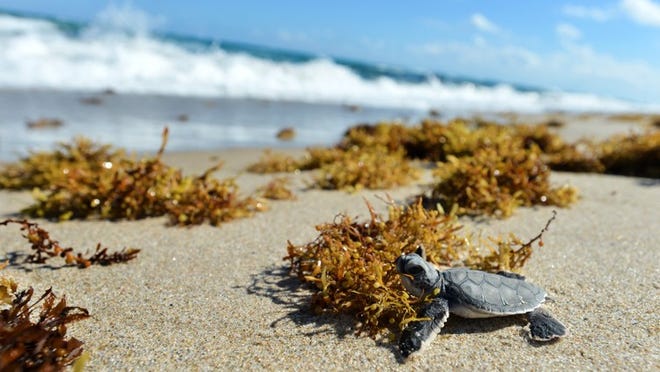 A green sea turtle hatchling makes its way to the Atlantic Ocean Tuesday afternoon. Friday marks the last day of Florida's turtle season, which started on May 15. Palm Beach County has the second highest count of green turtle nesting on the Atlantic coast, behind Brevard.