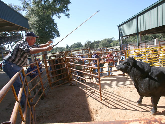 Mike Deen tries to coax a Black Angus bull out of the walking grading area during bull grading for the Marion County Cattlemen's Association's Ocala Bull Sale at the Southeastern Livestock Pavilion in Ocala on Monday.