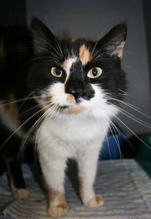 Sushi is a long-haired calico cat that's available for adoption from the Effingham County animal shelter. (G.G. Rigsby/Effingham Now).