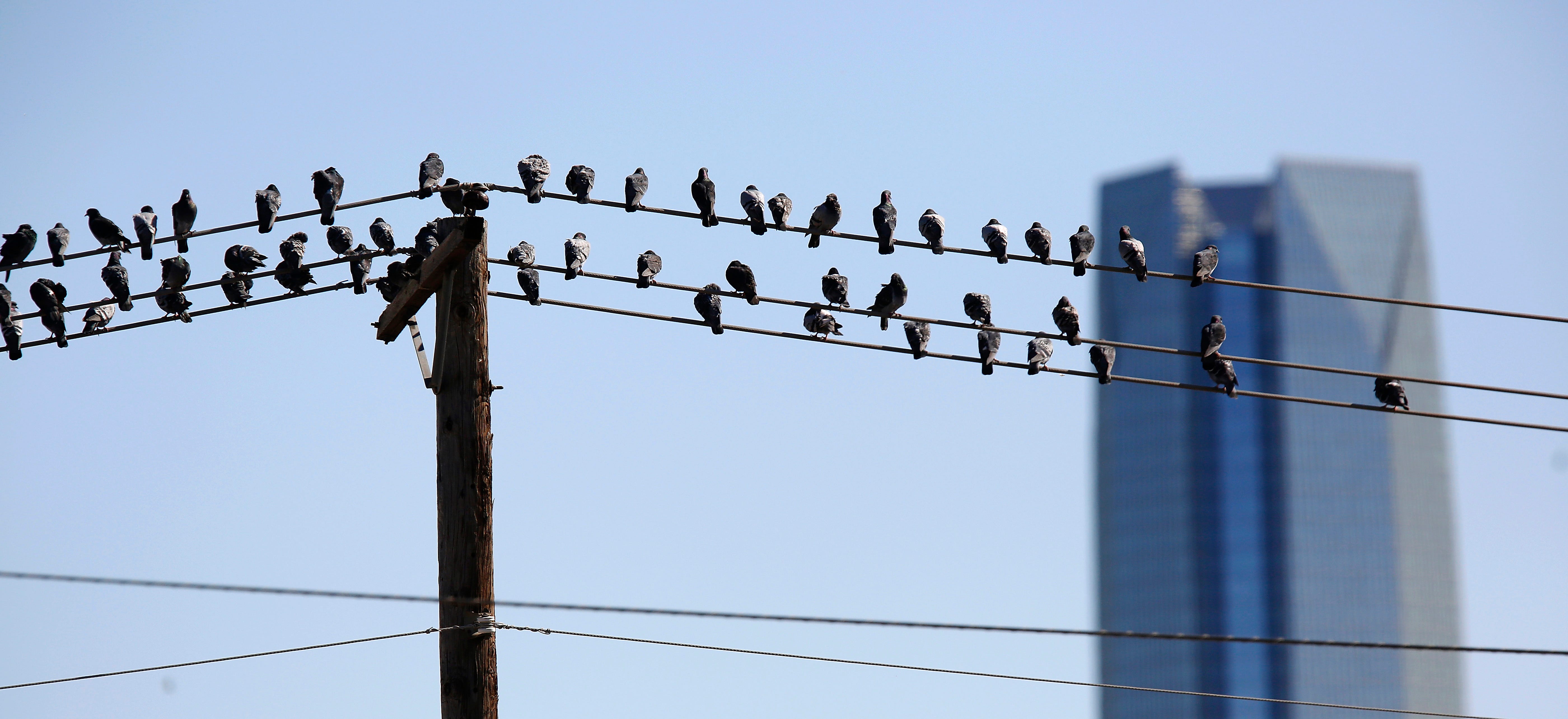 Nature & You: Birds on a wire