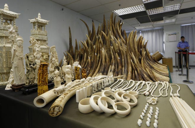 Confiscated ivory is displayed in Hong Kong. An environmental group alleged today that high-level Chinese officials smuggled ivory out of Tanzania last year.