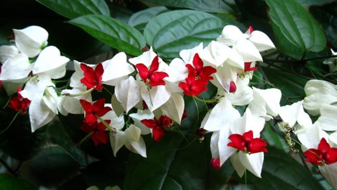 Planted in masses, bleeding heart provides a similar look to beds of impatiens. Photo courtesy of DavesGarden.com