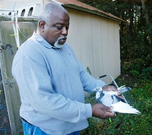 In this Oct. 27, 2014 photo, Riley Roberts Jr. shows the wing of a racing pigeon at the home of a fellow member of the South Georgia Flyers pigeon racing club in Glynn County, Ga. The club members consider pigeon racing a hobby. (AP Photo/The Brunswick News, Michael Hall)