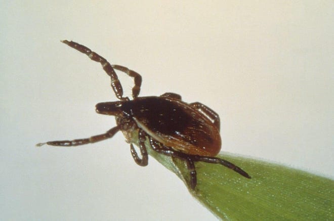 Lyme disease is transmitted by the blacklegged tick. 

Photo from the Centers for Disease Control