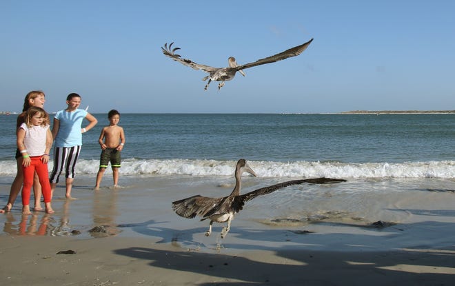 Spectators watch as a pair of rehabilitated pelicans take flight after being released during Marine Science Center Bird Fest in Ponce Inlet, Saturday, Nov. 15, 2014.