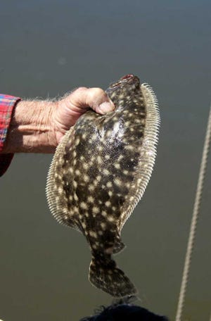 Courtesy of Jean TannerSpotted from head to tail is a nice flounder caught on rod and reel.