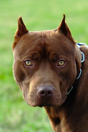 Pit bulls are among the Monroe County dogs registered as dangerous. Shutterstock