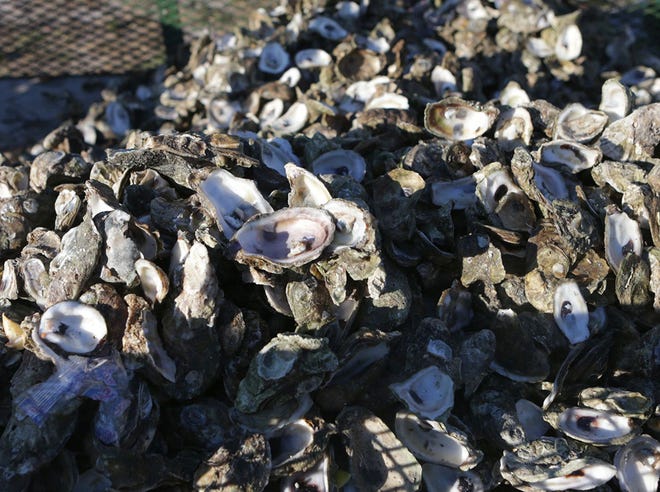 Apalachicola oysters.