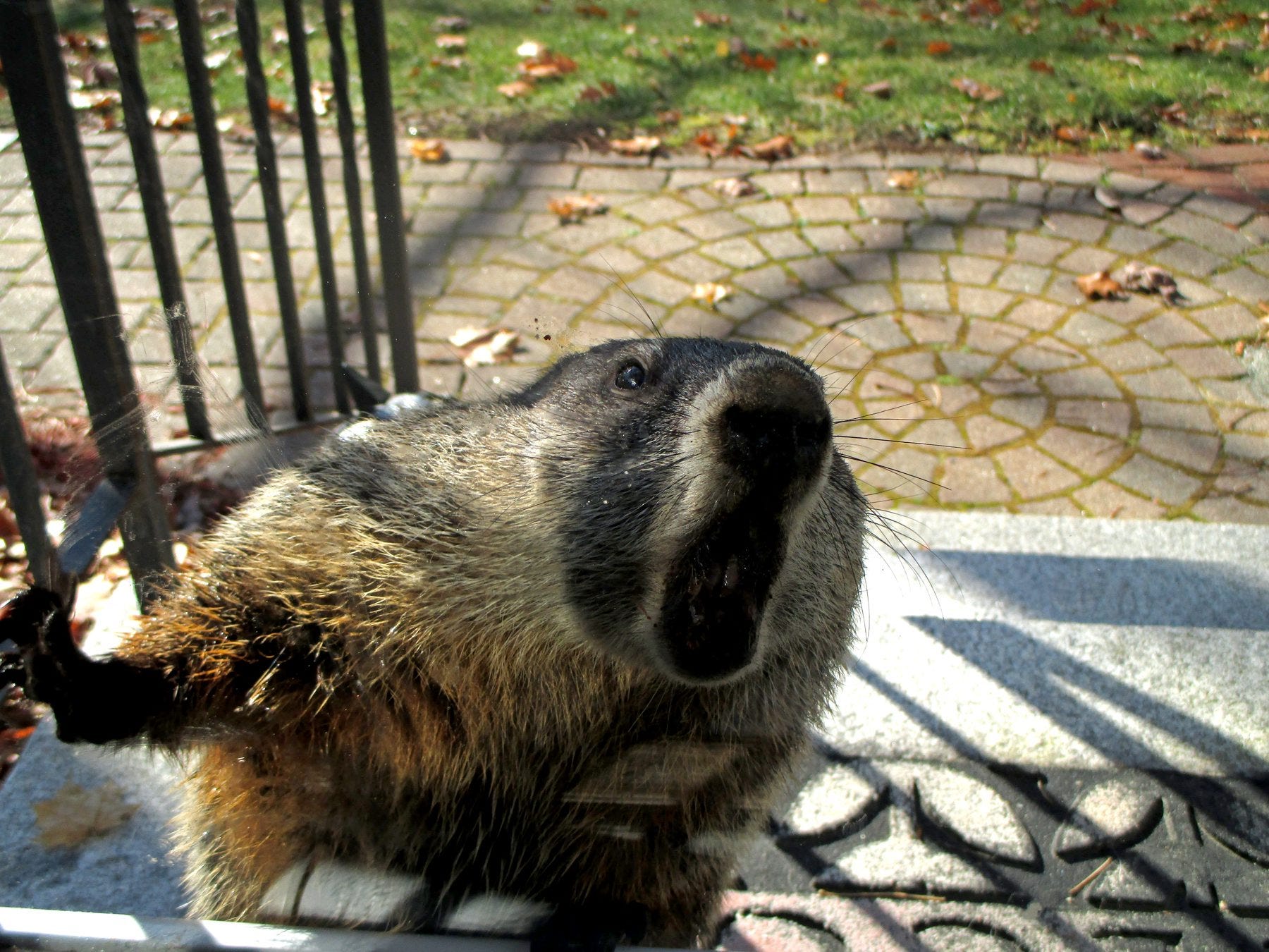 Groundhog attack causes scare Groundhog attack causes scare