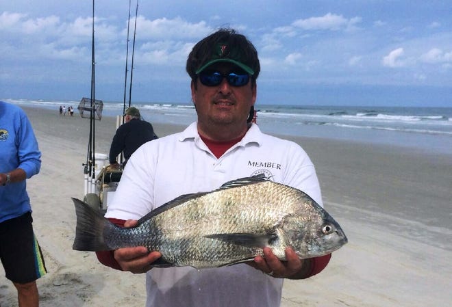 Randy Beardsley shows off a 6.5-pound black drum he caught during the recent Halifax Sport Fishing Club Surf Fishing Tournament.