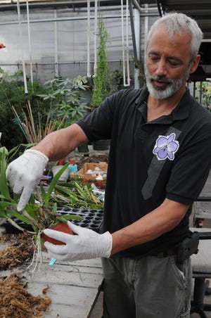 George Hausermann, owner of E.F.G. Orchids north of DeLand, explains the growth pattern of a Cattleya Bowringiana orchid. Scarlet in Snow orchids are seen in full bloom. The greenhouse and nursery is one of the stops on Friday’s 33rd annual farm tour.