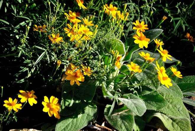 Copper Canyon Daisy Casts Olfactory Spell Copper Canyon Daisy Casts Olfactory Spell