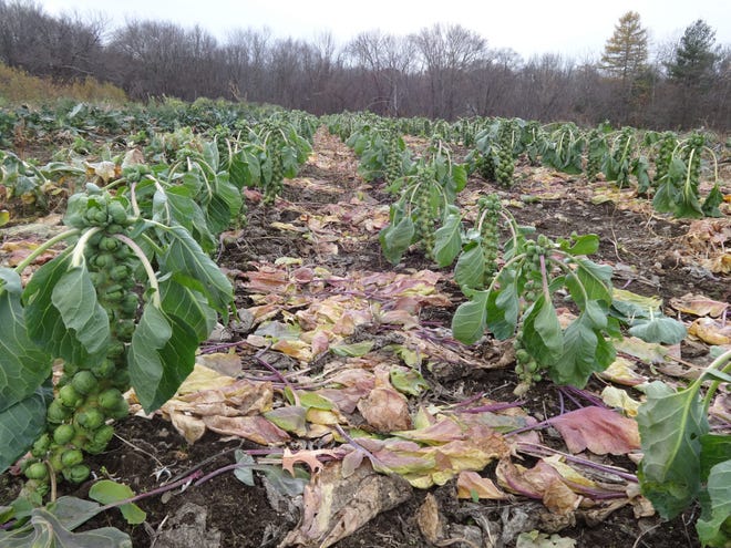 All the fresh Brussels sprouts stand in a row at Griggs Farm. COURTESY PHOTO/MARY LEACH