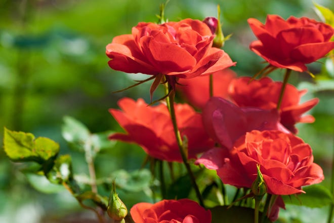 One of the ways to protect roses for the winter is to be sure they go completely dormant. Shutterstock