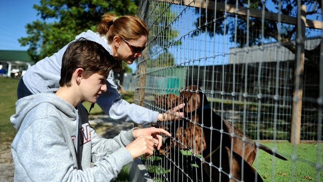 David, 16, and his mother Connie Thomas volunteer during the Palm Beach Fellowship of Christians and Jews’ Fellowship Friday event at Big Dog Ranch Rescue in Wellington.