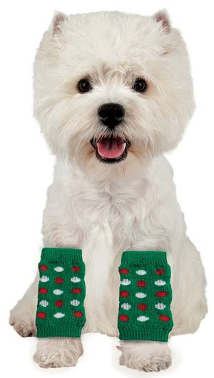 A West Highland White Terrier models a pair of holiday leg warmers. PetSmart is selling leg warmers for dogs, saying it’s a throwback to the 1980s.