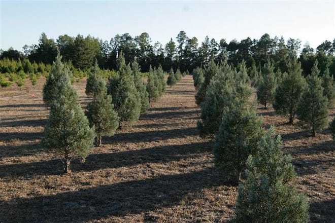 The Arizona Blue Ice Cypress section of Strickland’s Christmas Tree Farm.