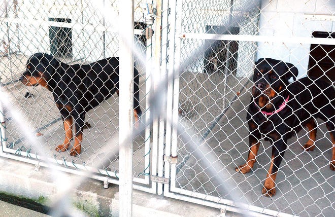 Two of five Rottweilers and a Labrador retriever held at Plainfield Animal Shelter Thursday after several of the dogs alledgely mauled a 56-year-old Canterbury woman in Wauregan Wednesday. John Shishmanian/ NorwichBulletin.com