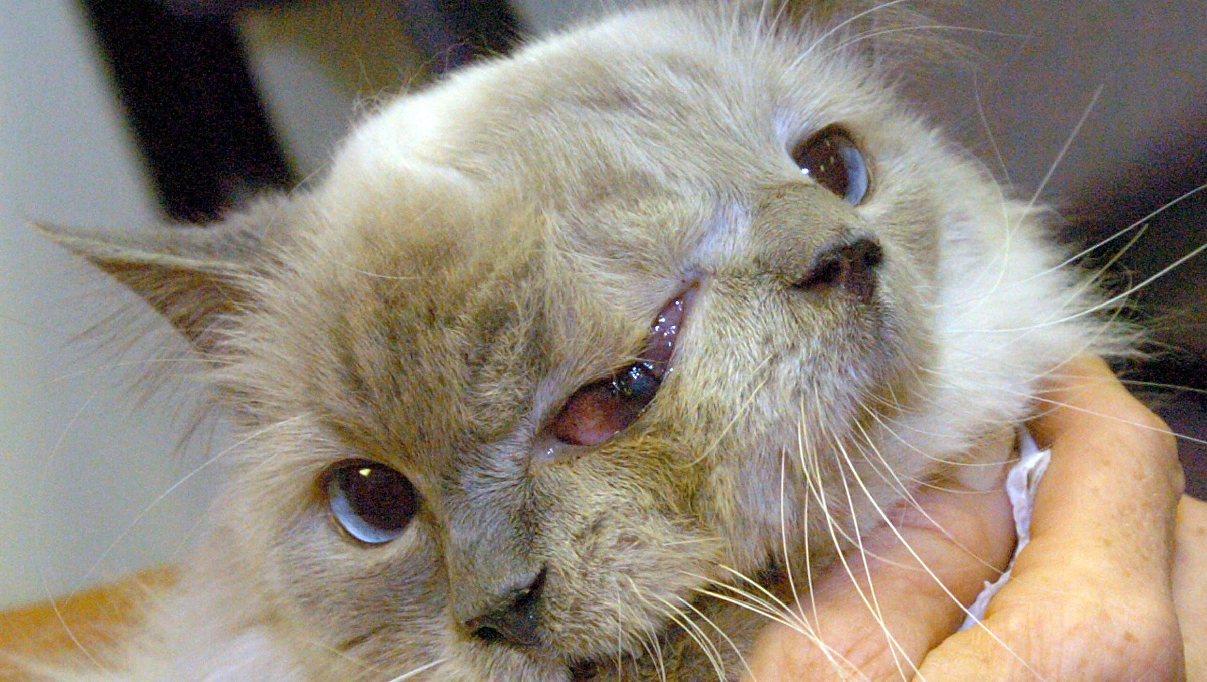 Кот Фрэнк и Луи
