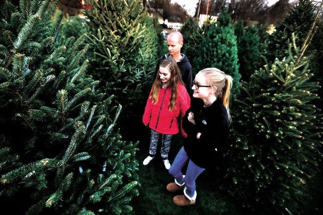 Rob Slagle and his daughters, Kylie (left), 12, and Hannah, 14, all of New Philadelphia, look for the perfect tree at Fox Nursery on Thursday in New Philadelphia.