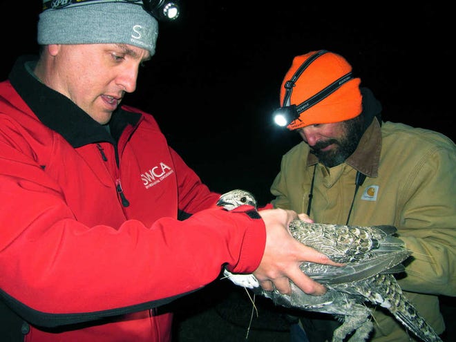 In this Sept. 15, 2014 photo, ecologists Jon Kehmeier, left, and Nate Wojcik inspect a female sage grouse captured at night at the future site of the 1,000-turbine Chokecherry-Sierra Madre wind farm outside Saratoga in south-central Wyoming. Efforts to conserve a struggling species of grouse that ranges across the Western U.S. are having far-reaching effects on the region's energy industry as the Obama administration decides whether the bird needs more protections. Sales of leases on 8.1 million acres of federal oil and gas parcels - an area larger than Massachusetts and Rhode Island combined - are on hold because of worries that drilling could harm greater sage grouse, according to government data obtained by The Associated Press. The U.S. Bureau of Land Management's delay on the parcels underscores just how much is at stake for an industry that finds its future inextricably intertwined with a bird once known primarily for its elaborate mating display. (AP Photo/Mead Gruver)