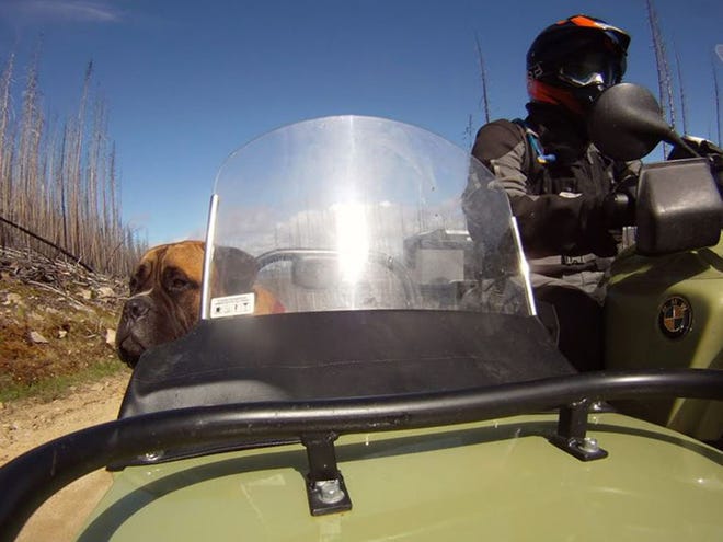 Ian Roper, 43, of Snohomish, Wash., rides with his bull mastiff, Bruce, in the motorcycle sidecar in Washington. Bruce is one of the stars of "Sit Stay Ride: The Story of America's Sidecar Dogs," by filmmakers Eric and Geneva Ristau of Missoula, Mont.