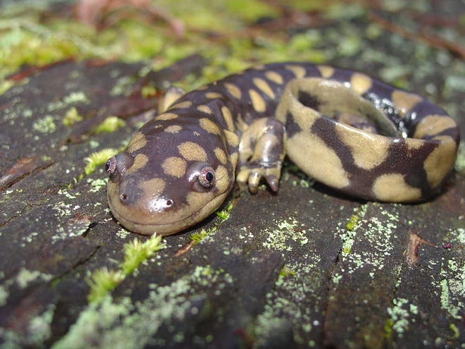 A marbled salamander female with her recently deposited eggs. D. Stevenson