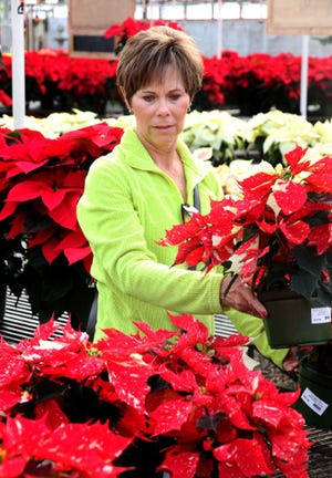 Jamie Mitchell • Times Record - Phyllis Russell looks for a poinsettia for the holidays Saturday, Dec. 6, 2014, at Sharum's Garden Center on U.S. 71 South. Sharum's offers more than 7,000 poinsettia plants in various sizes and varieties and is open 8 a.m. to 5 p.m. Monday-Saturday and noon to 5 p.m. Sunday.