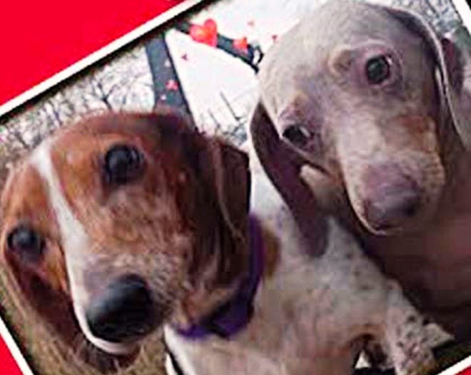 DOGS OF THE WEEK:

Precious & Brutus: Cute, 4 and 5 year old Dachshunds.Sweet little pair, like husband and wife. Precious is in charge and Brutus just follows along “yes Dear.” Ready for adoption at Forever Paws, Fall River.