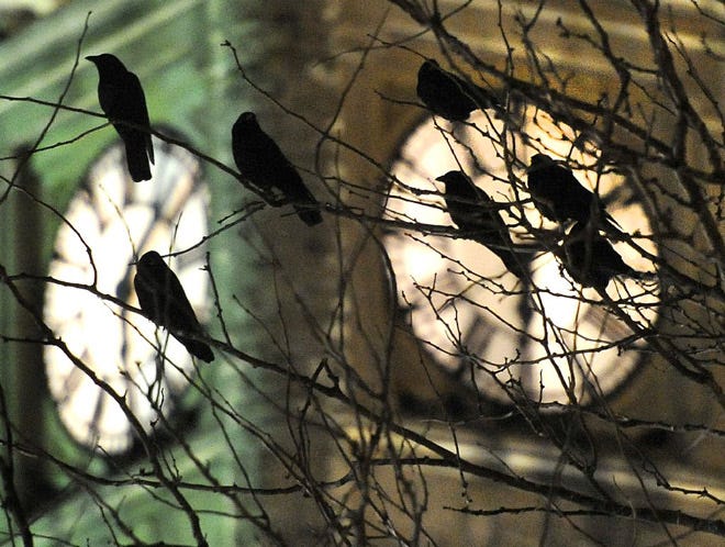 Thousands of crows roosting at night in Springfield, Ohio's downtown is causing concern about damage to buildings and potential health hazards from the birds' waste.