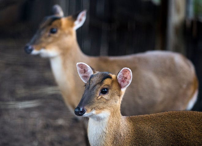 Samson, front, and Peach, a pair of Reeve's muntjac that call the Peoria Zoo home have gained some notoriety. Despite being known for making sharp barking sounds as an alarm call, Samson has never been heard to bark and Peach has only yelped once. The breed, which is found natively in the forests of southern China and Taiwan, eats mostly grasses, leaves, fruits, seeds and bark.