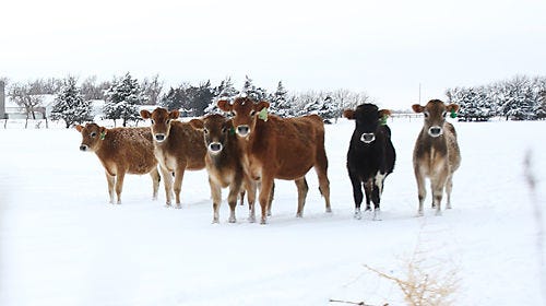 Cattle peer from a snow covered pasture near Yoder on Sunday, Dec. 22, 2013.