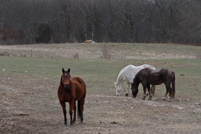 Horse Play is a small, family-run horse rescue and sanctuary in North Kingstown.