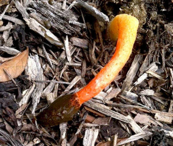 Avoid the foul odor of stinkhorn fungus by pulling it out when it is in the bird-egg stage, before it sends up its stinking horn.
