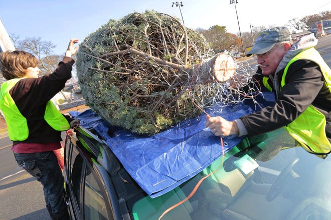 Duke Duchnowski and Dustin Cattabriga-Hillier tie down a newly purchased Christmas tree at Olson's Garden Center in Wareham recently. PETER PEREIRA/THE STANDARD-TIMES