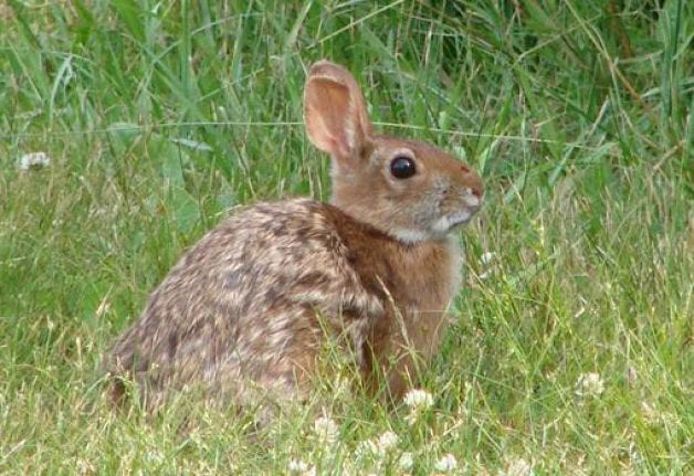 Rustlewood Farm in Kittery, Maine, will be home to a habitat of about 16 acres for the endangered New England cottontail rabbit. Courtesy photo