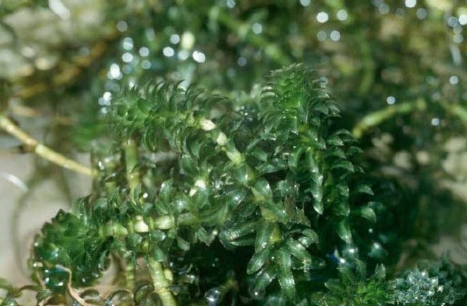 Hydrilla, pictured here, is one of the invasive aquatic plants that is plauging coastal areas by choking up waterways and blocking navigation.