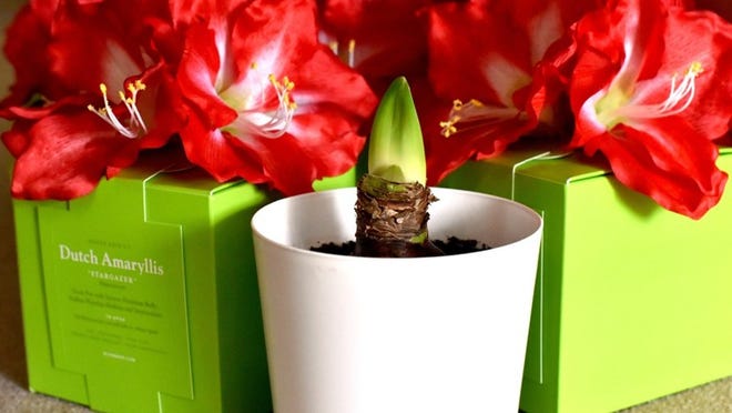 A Dutch Amaryllis bulb in a flower pot sells for $55 from Mildred Hoit